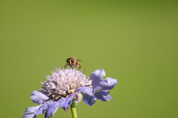Bee on Flower, United Kingdom
