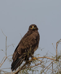 Steppe Eagle sitting at the jorbeer vulture sanctuary, Bikaner