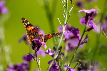 Fototapeta na wymiar Painted Lady Butterfly, United Kingdom