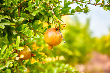 Young pomegranate fruits grow on a tree.