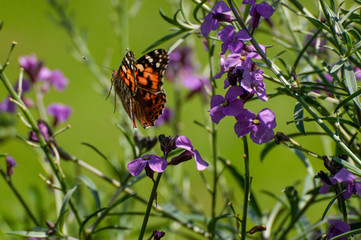 Painted Lady Butterfly, United Kingdom