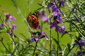 Painted Lady Butterfly, United Kingdom