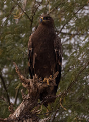 Fototapeta premium Steppe Eagle sitting at the jorbeer vulture sanctuary, Bikaner