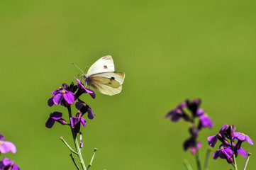Cabbage White Butterfly, United Kingdom