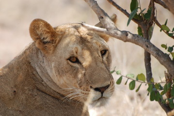 Lion, Tsavo national park Kenya