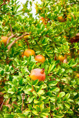 Young pomegranate fruits grow on a tree.
