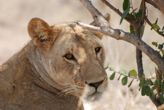 Lion, Tsavo national park Kenya