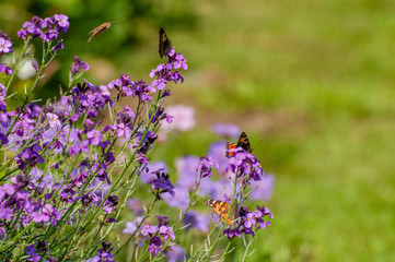 Painted Lady Butterfly, United Kingdom