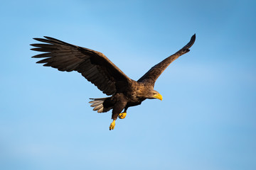 Adult white-tailed eagle, haliaeetus albicilla, flying with blue sky in background at sunset looking down. Wild bird of prey hunting in wilderness.