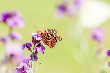 Painted Lady Butterfly, United Kingdom