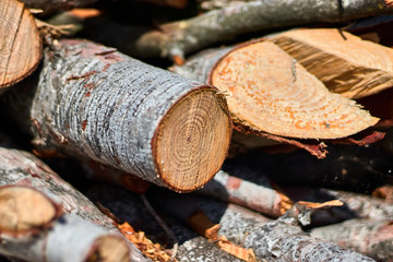 Photo of a woodpile in the field