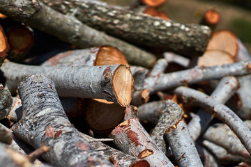 Photo of a woodpile in the field