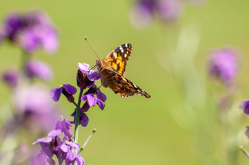 Painted Lady Butterfly, United Kingdom