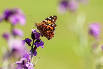 Painted Lady Butterfly, United Kingdom