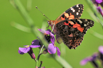 Painted Lady Butterfly, United Kingdom