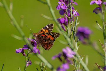 Painted Lady Butterfly, United Kingdom