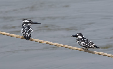Pied Kingfisher at the river bank of Ganges at Prayagraj