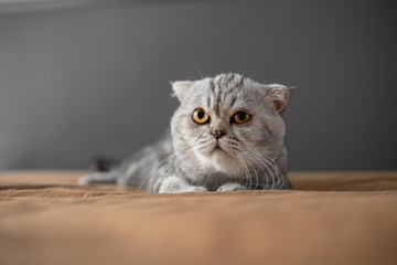 So cute of scottish fold cat.