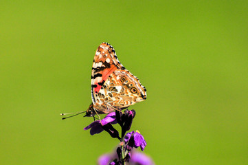 Painted Lady Butterfly, United Kingdom