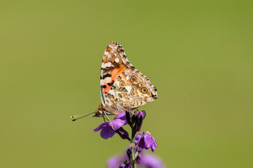 Painted Lady Butterfly, United Kingdom