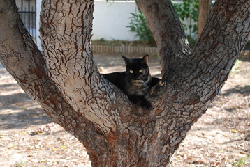Tortoiseshell Cat Resting in Tree