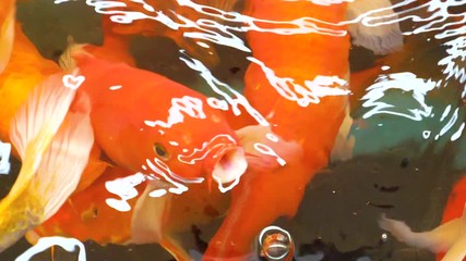 Slow motion of Koi Japanese fancy carp fish swimming and open mouth for breathing in the pond