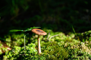 Mushrooms in the forrest ground, stock picture by Brian Holm Nielsen
