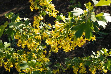 Flowering branches of currant bush in the spring in the garden