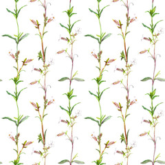 Seamless pattern with watercolor drawing wild plants and flowers, painted botanical illustration, hand drawn natural ornament