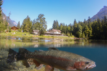 Fantastic panorama of blausee lake / Blausee, Switzerland. Picturesque summer in Swiss alps, Bernese Oberland, Europe. Beauty of nature with trout concept background. 