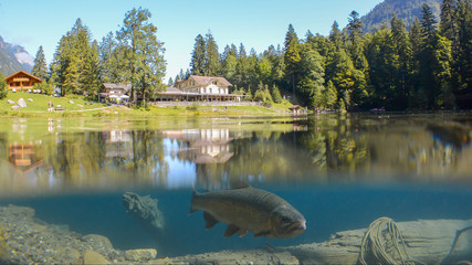 Fantastic panorama of blausee lake / Blausee, Switzerland. Picturesque summer in Swiss alps, Bernese Oberland, Europe. Beauty of nature with trout concept background. 