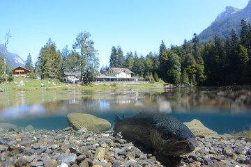 Fantastic panorama of blausee lake / Blausee, Switzerland. Picturesque summer in Swiss alps, Bernese Oberland, Europe. Beauty of nature with trout concept background. 