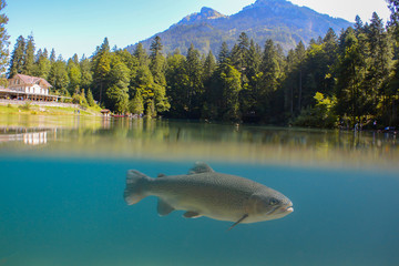 Fantastic panorama of blausee lake / Blausee, Switzerland. Picturesque summer in Swiss alps, Bernese Oberland, Europe. Beauty of nature with trout concept background. 