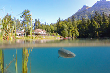 Fantastic panorama of blausee lake / Blausee, Switzerland. Picturesque summer in Swiss alps, Bernese Oberland, Europe. Beauty of nature with trout concept background. 