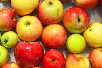 Ukrainian bright and colorful, fresh apples plucked from a tree and lying with water for washing. Bright tasty background, natural food for health and beauty.