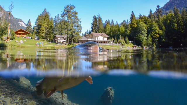 blausee lake, switzerland