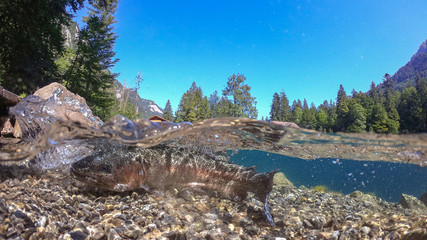 Fantastic blausee lake with fish / Blausee, Switzerland. Picturesque summer in Swiss alps, Bernese Oberland, Europe. Beauty of nature concept background. 