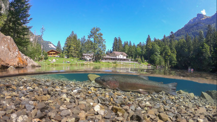 Single trout swimming in blue water in stream or lake