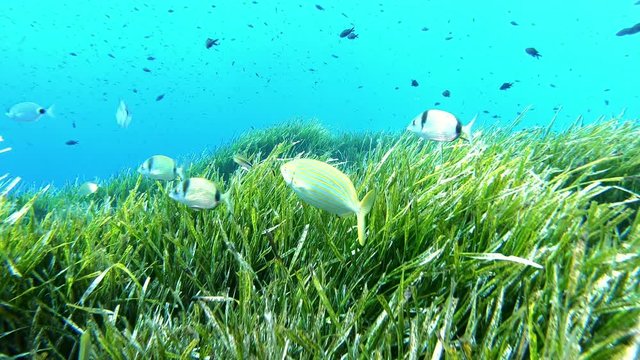 Underwater scene - Posidonia seaweed in the Mediterranean sea