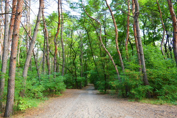 A very green ordinary coniferous, pine and deciduous forest, the forest settlement is located in the residential area Severny, the city of Dnipro, Ukraine.