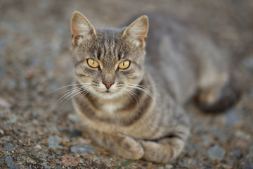 Beautiful gray cat lies in the yard