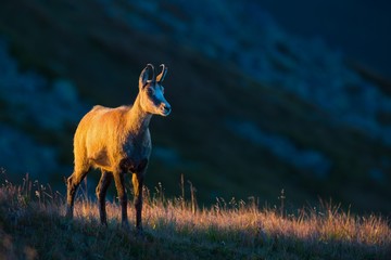 Chamois, rupicapra rupicapra, standing on dry grass in the mountains lit by the sunlight with dark background with copy space. Contrast between day and night in nature