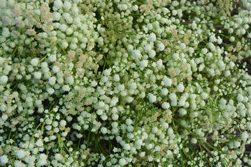 Beautiful, round and bright light flowers tumbleweed on a background of greenery, disambiguation.