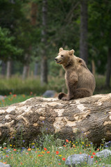Bronw bear in a wildlife park among flowers © Wildpix imagery