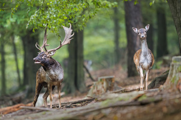 Fallow deer, dama dama, in rutting season. Stag roaring in the forest with female looking to...