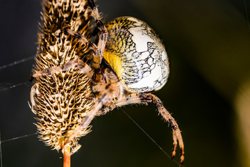 White spider weaves web on dark background