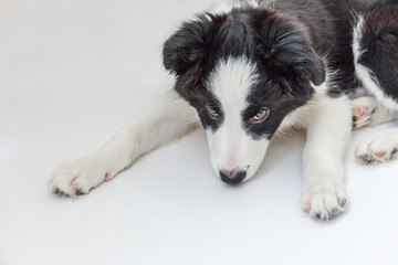 Funny studio portrait of cute smilling puppy dog border collie isolated on white background. New lovely member of family little dog gazing and waiting for reward. Pet care and animals concept
