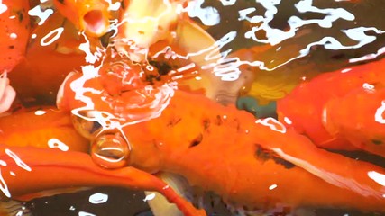 Slow motion of Koi Japanese fancy carp fish swimming and open mouth for breathing in the pond