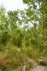 Beautiful natural background with an unusual landscape and forest beauty near the Samara River. Green hills, trees, shrubs with bright sky in the Shevchenko housing estate, Dnipro city, Ukraine.