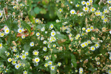 Bright very small daisies, small flowers throughout the bush is located in the Shevchenko housing estate, the city of Dnipro, Ukraine.